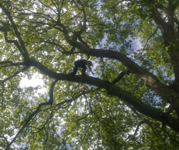 Tree Bracing Services
