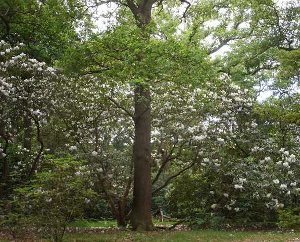 Smaller Trees and Fruit Trees