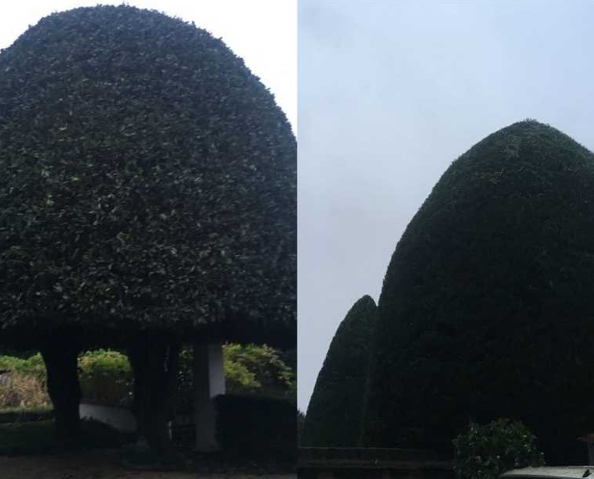 Hedge Management Services