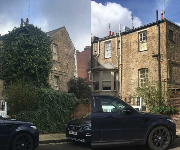 Ivy and Climbing Plants Services