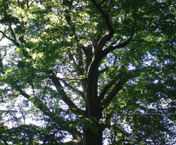 Tree Planting Services