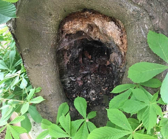 Tree Reports and Surveys