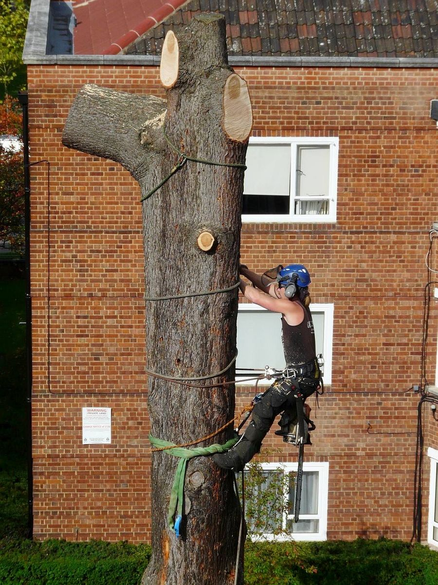 Arborist at work on tree