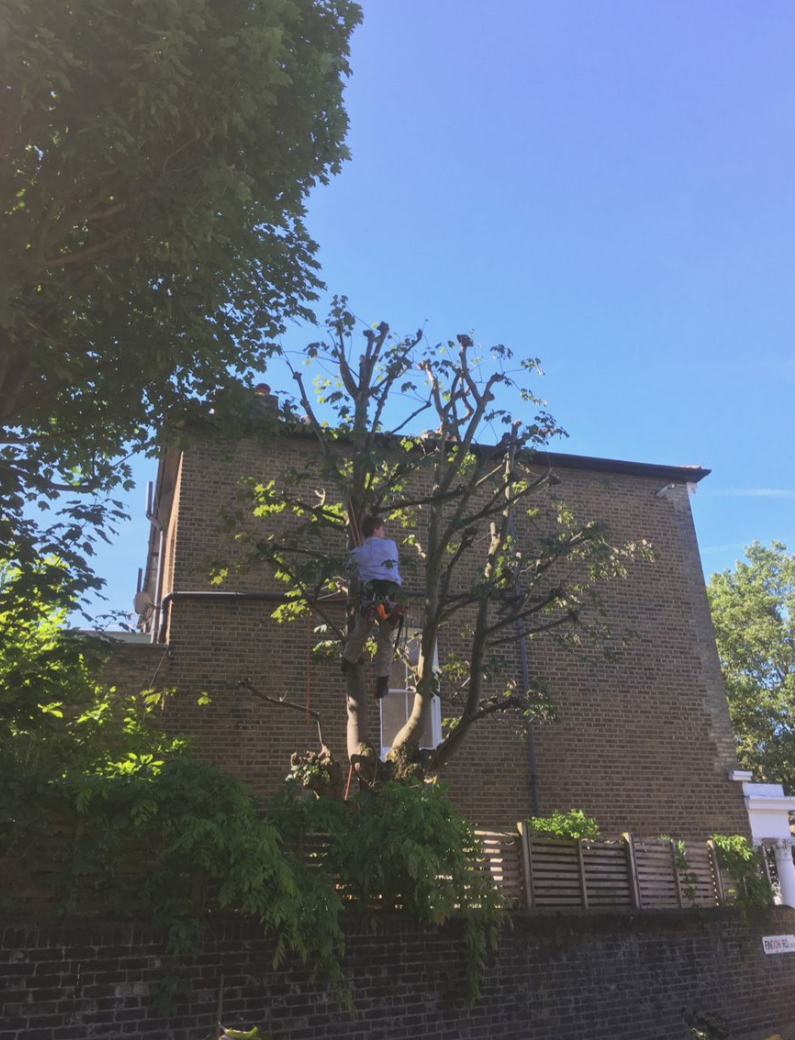 Two climbers on twin stripped trunks above gardens