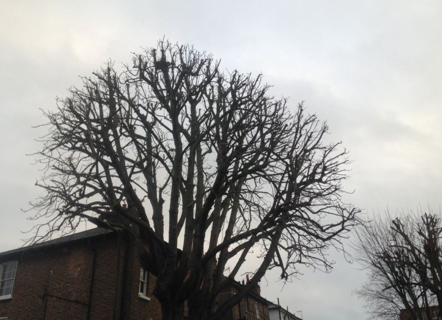 Climber high on tall trunk in cemetery setting