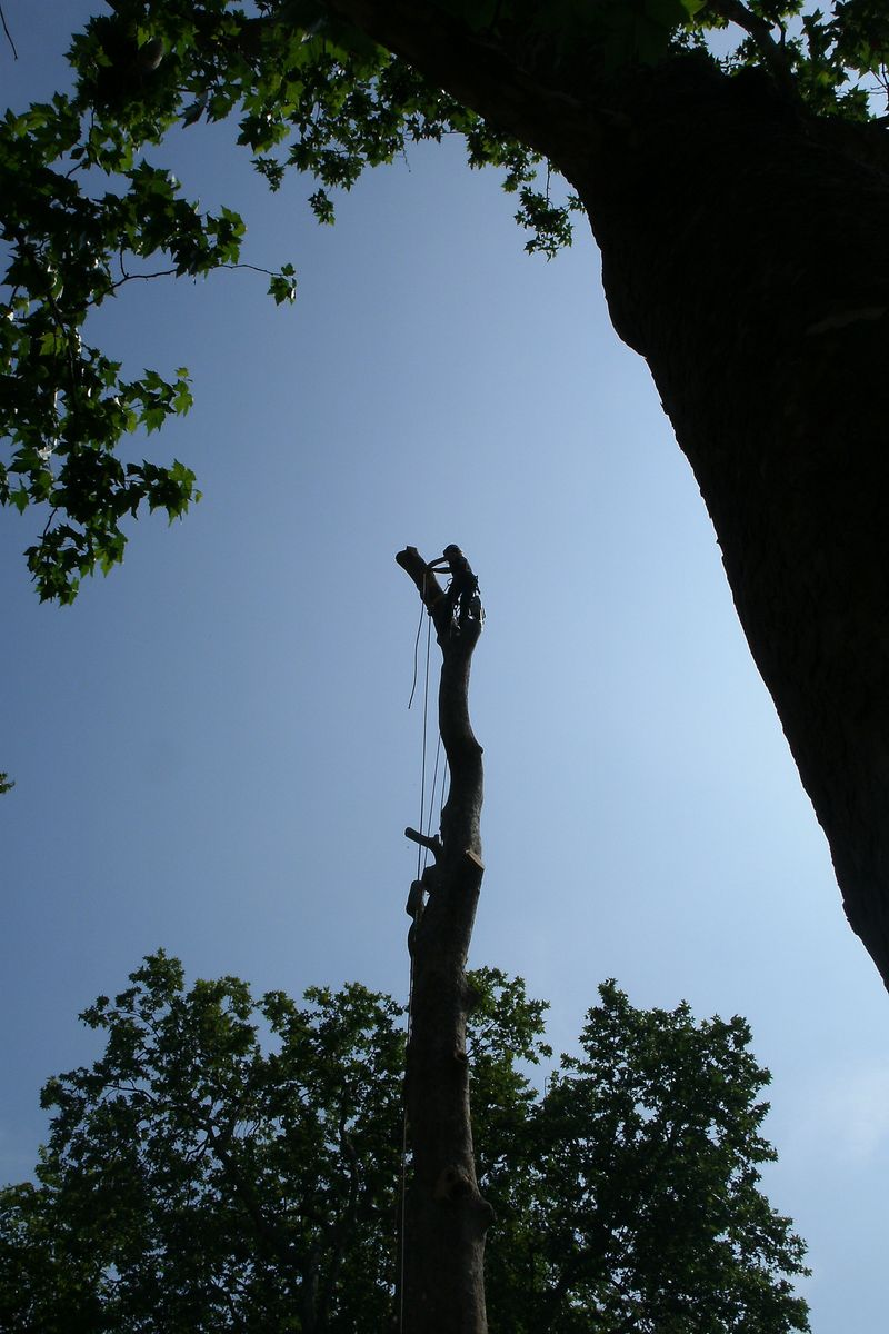 Arborist at work on tree