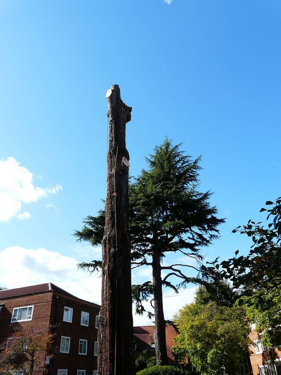 Arborist at work on tree