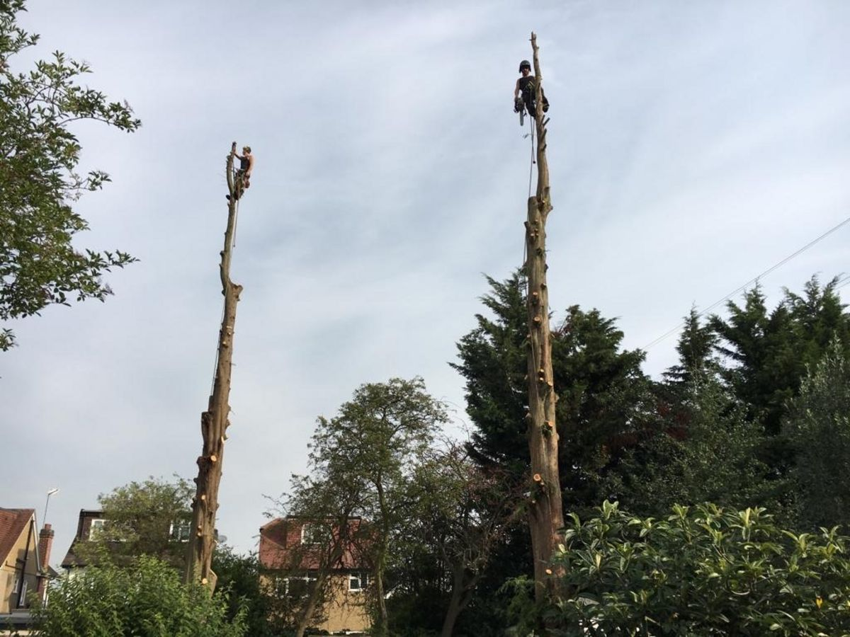 Arborist at work on tree