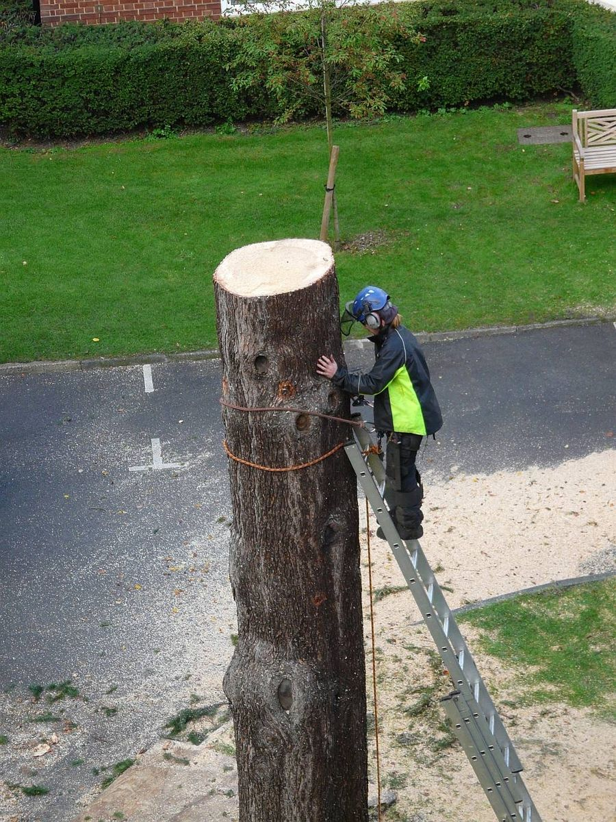 Two climbers at the top of trimmed trees