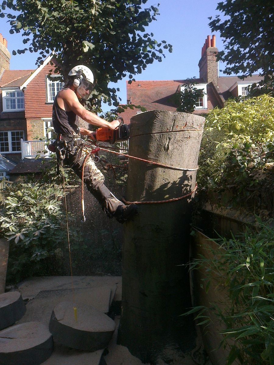 Arborist at work on tree