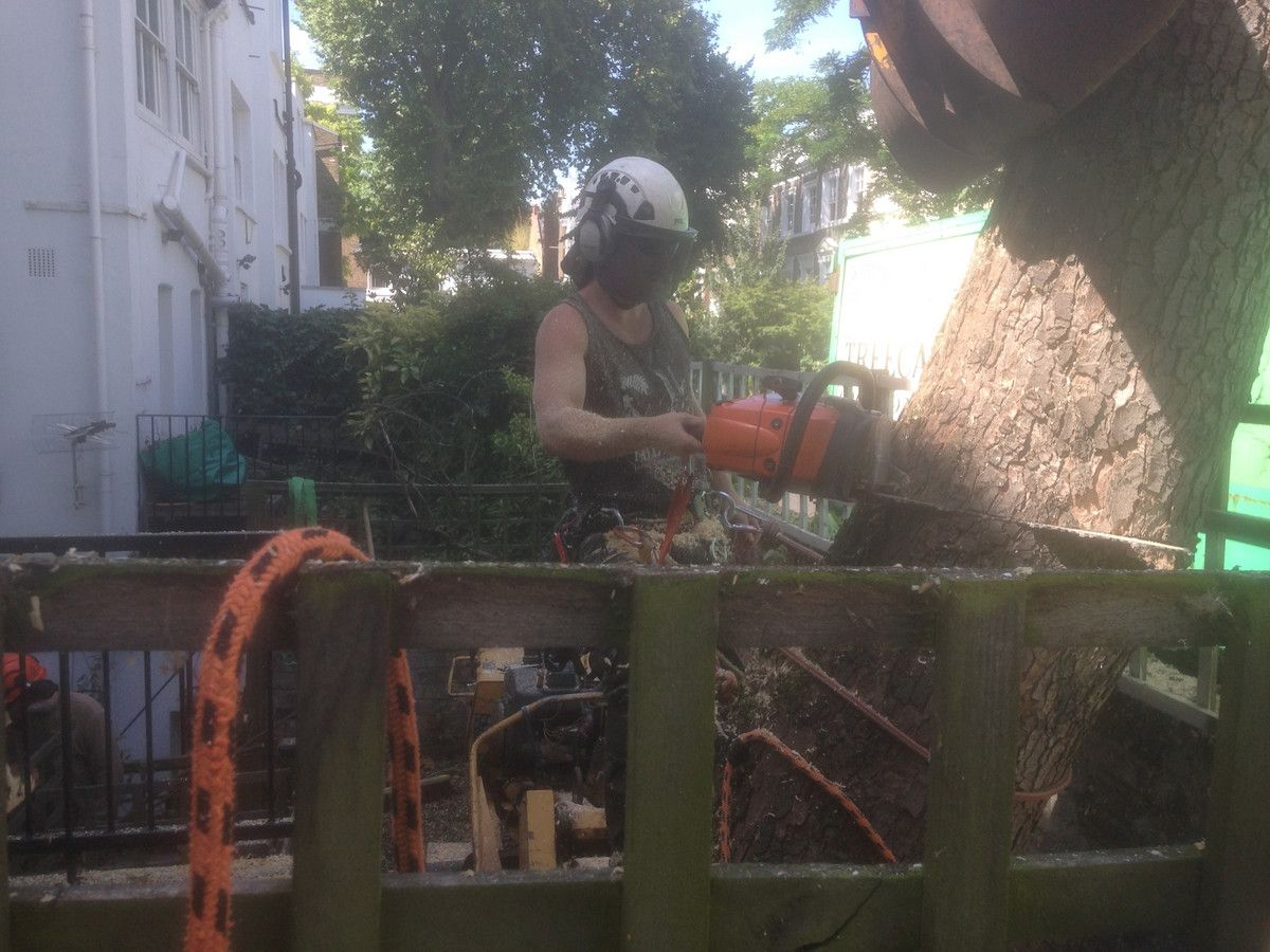 Arborist at work on tree