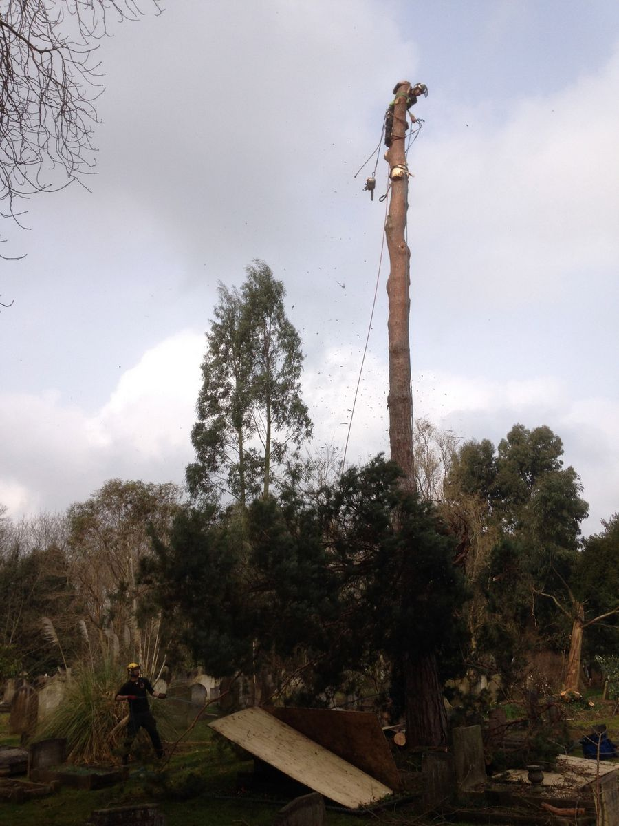 Arborist at work on tree