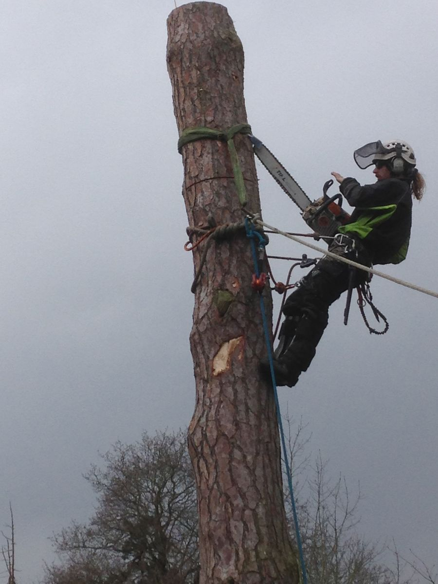 Arborist at work on tree