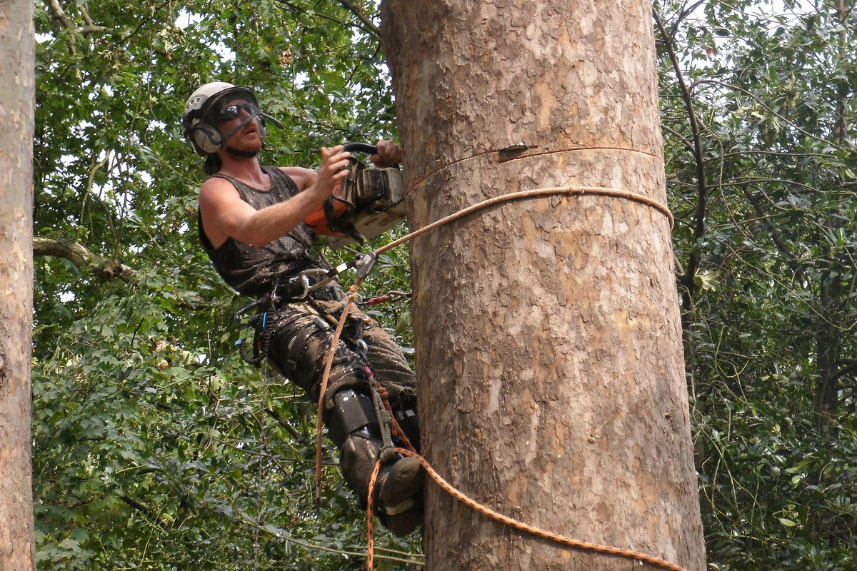 Arborist at work on tree