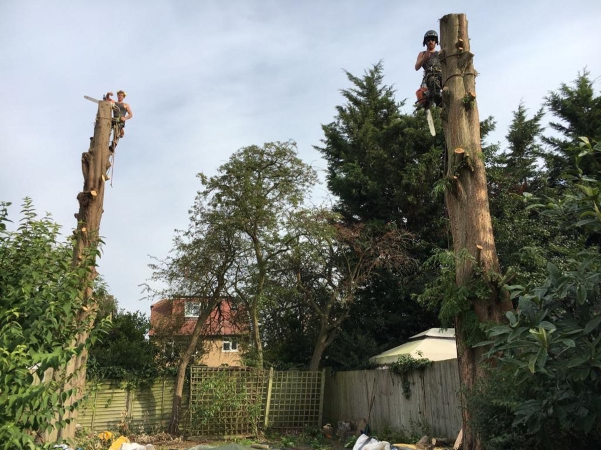 Arborist at work on tree