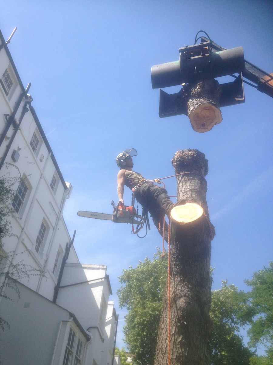 Arborist at work on tree