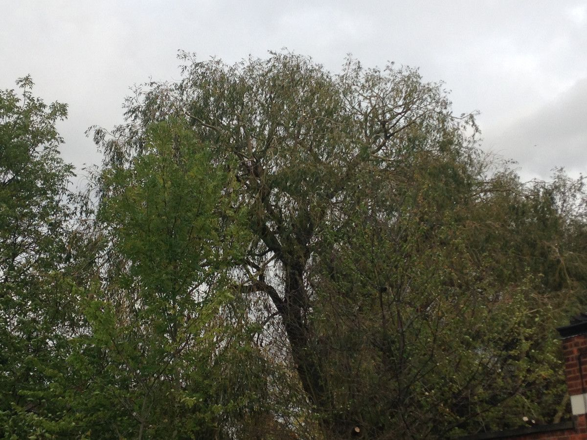 Arborist at work on tree
