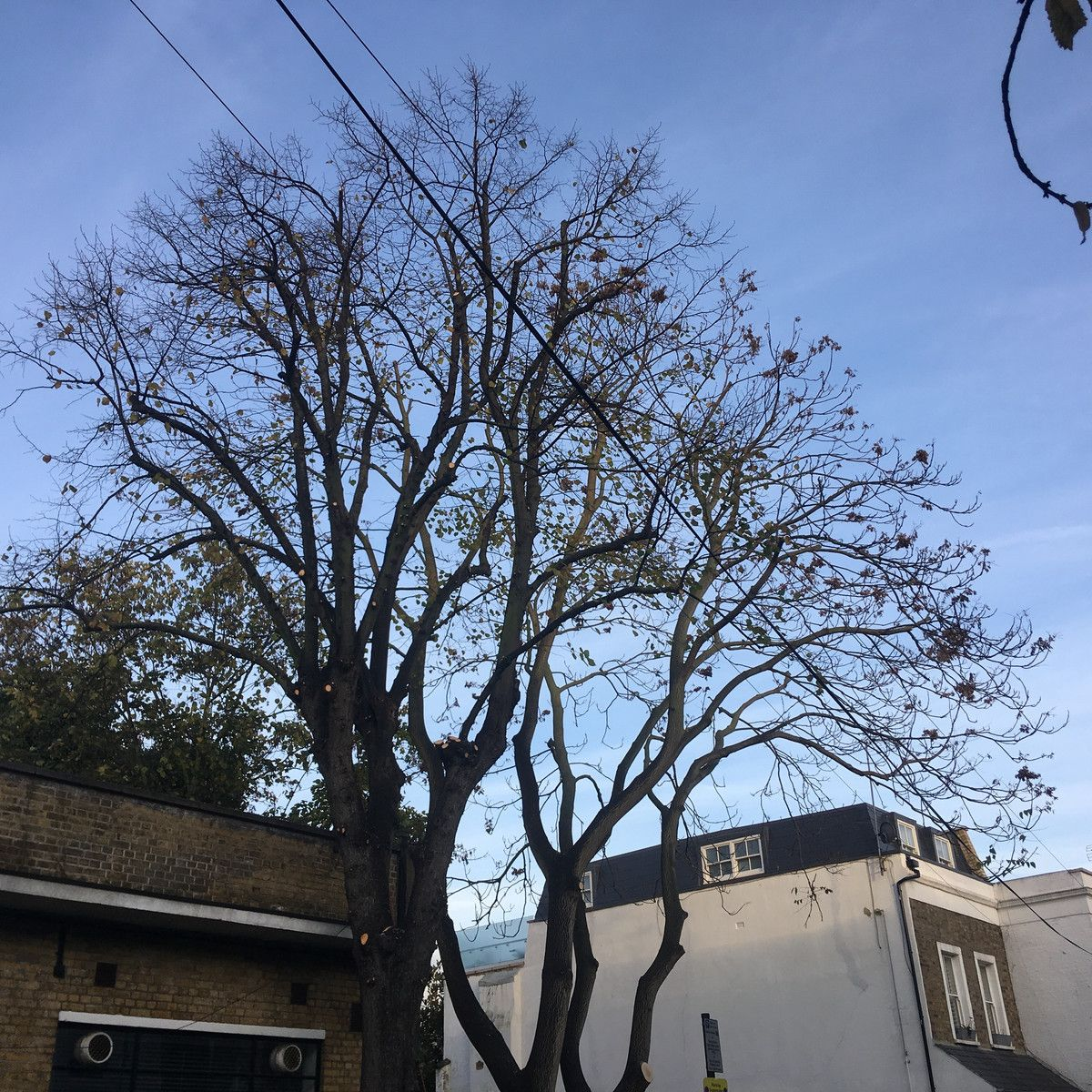 Arborist at work on tree