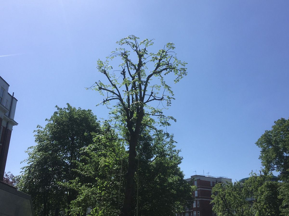 Two arborists working in residential garden